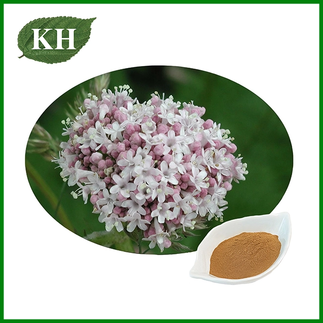 Valerian Root Extract Powder
